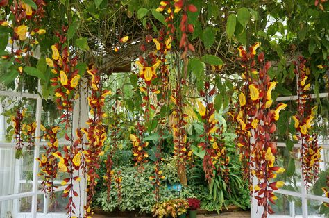 All sizes | Thumbergia mysoreiensis | Flickr - Photo Sharing! Houseplant Trellis, Red And Yellow Flowers, Winter Red, Tall Flowers, Flowers Red, Mysore, Green Foliage, Red And Yellow, Yellow Flowers