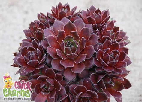 Chick Charms® Berry Bomb™ Hardy Succulents, Red Succulents, Waterwise Garden, Rock Garden Plants, Sun Perennials, Rock Gardens, Garden Types, Attracting Bees, Water Wise