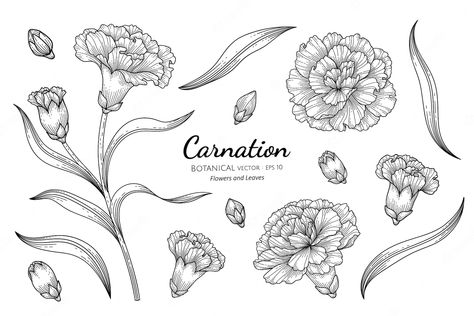 2 Flower Tattoo, Flower Tattoos Men, Carnation Drawing, Carnation Flower Tattoo, Carnation Tattoo, Flower Symbol, Art Sketches Doodles, Procreate Ipad Art, Tattoos Men