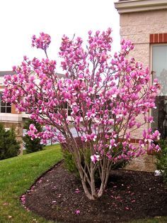 Saucer magnolia Saucer Magnolia Tree, Small Landscaping, Saucer Magnolia, Trees For Front Yard, Landscaping Trees, Small Front Yard Landscaping, Magnolia Tree, Front Yard Garden Design, Easy Landscaping