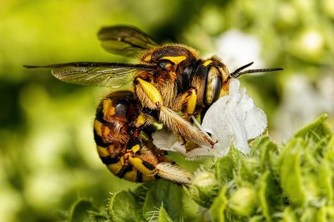 Wool Carder Bee in Basil I | da Dalantech Wool Carder Bee, Different Bees, Bee Keeper, Living Things, Macro Lens, National Geographic Photos, National Geographic, Amazing Photography, The Flowers