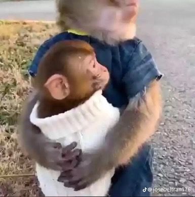 2 Monkeys Hugging, Monkeys In Love, Monkey Couple, Monkeys Cute, Funny Monkey Pictures, Cute Monkeys, Monkey Cute, Cute Monkey Pictures, Two Monkeys