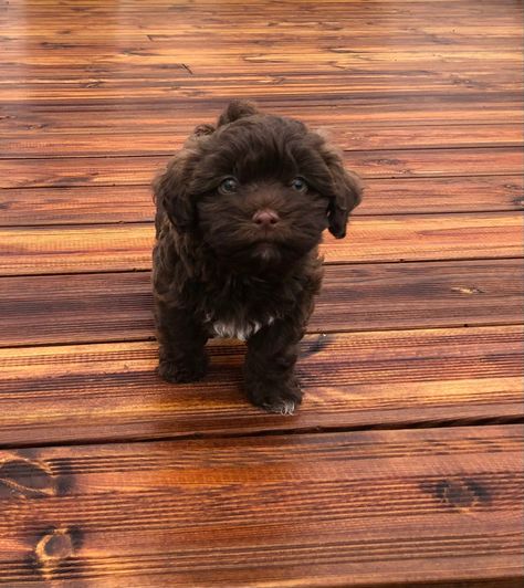 Brown/dark brown bichon havenease
Brown bichon havenease puppy with green eyes Maltipoo Dark Brown, Brown Havanese, Brown Maltipoo, Bichon Havanese, Bichon Dog, Dog Mommy, Maltipoo Puppy, Havanese Puppies, Havanese Dogs