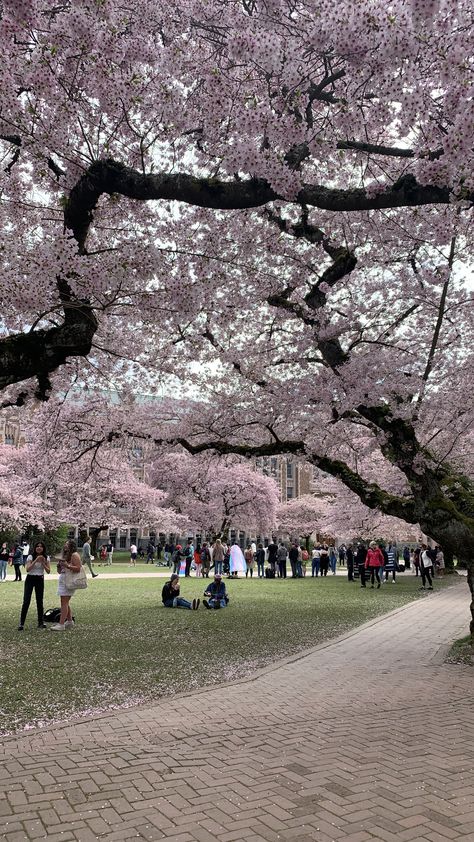 Seattle Cherry Blossoms, Udub Seattle, Seattle Vibes, Uw Seattle, Seattle Aesthetic, Seattle Life, Seattle Travel, Evergreen State, Dream College