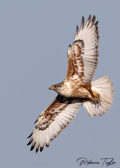 Ferruginous Hawk Hawk Aesthetic, Ferruginous Hawk, Art Sources, Angel Oc, Hawk Bird, Cooper's Hawk, Bird Wings, Birds Flying, Photo Reference