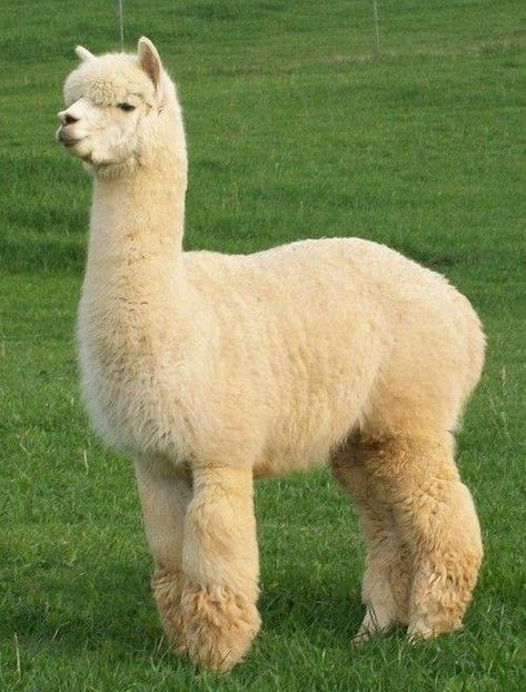 I want an alpaca. Husband says absolutely not. I could turn the garage into an alpaca barn I wonder if he would notice.. Lama Animal, Peaceful Heart, Alpaca Farm, Cute Alpaca, Llama Alpaca, Cute Llama, Cute Creatures, Sweet Animals, Animal Tattoos