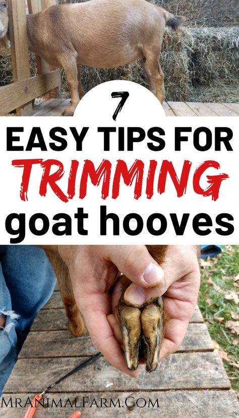 Goat maintenance can be pretty tricky, especially if you're just starting out. One of the most important things to keep track of is your goats' hooves. Here are 7 easy tips for trimming goat hooves that will make your life so much easier.  #homesteadlife #raisinggoats #homesteadanimals Buck Goat Pen, How To Trim Goat Hooves, Goat Stand Diy, Goat Hoof Trimming Stand, Easy Goat Shelter Diy, Goat Entertainment Ideas, Show Goats Tips, Goat Tips, Diy Goat Toys