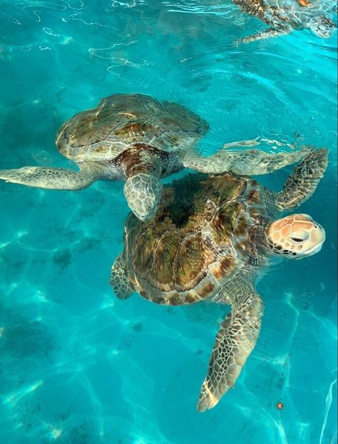 #aesthtic #seaturtles #aestheticseaturtles Sea Turtle Pictures, Wow Photo, Ocean Girl, Beautiful Sea Creatures, Cute Turtles, Ocean Vibes, Marine Biology, Green Sea, Marine Animals