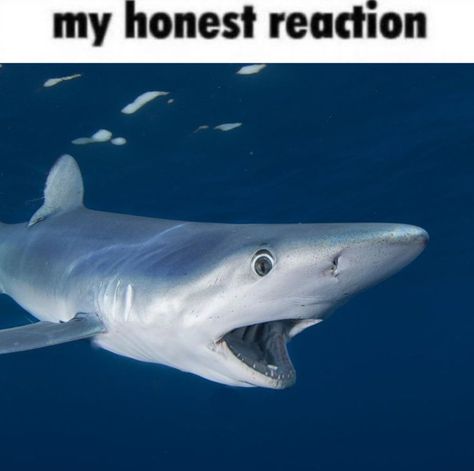 I absolutely adore sharks Shark Meme, My Honest Reaction, Eaten Alive, Shark Pictures, Honest Reaction, Cute Shark, Aquatic Animals, Silly Images, Silly Animals