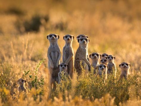 Beautiful Animal Family Portraits You Will Want To Put Over Your Fireplace Animal Expressions, Animals Africa, Prairie Dogs, African Wildlife, Amazing Animals, Wild Life, Sweet Animals, Animal Planet, Animal Photo