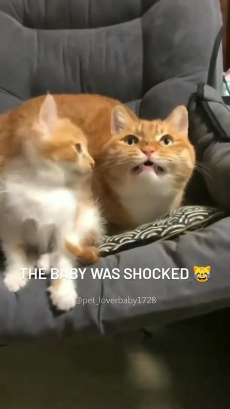 Lol Animals, Funny Videos Cats, Funny Cat Videos Can't Stop Laughing Hilarious Kitty, Hilarious Cat Videos, Cat Sleeping Funny, Funny Cat Videos Can't Stop Laughing, Cats And Kittens Videos, Funny Animal Videos Can't Stop Laughing, Funny Cat Videos Hilarious