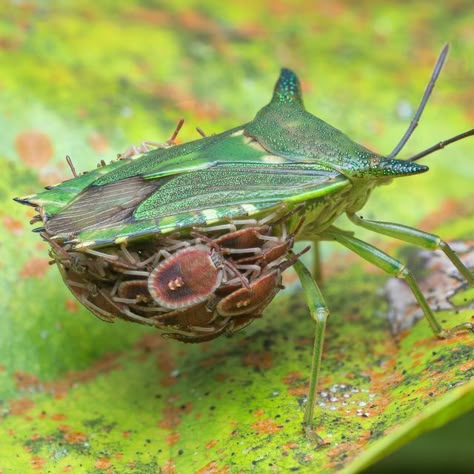 Melvyn Yeo on Instagram: "Giant shield bug (Pygoplatys sp.) maternal care. Second photo is another one found nearby without babies." Giant Water Bug, Pretty Bugs, Shield Bug, Shield Bugs, Baby Bug, Cool Bugs, Shark Art, Beautiful Bugs, Alien Creatures