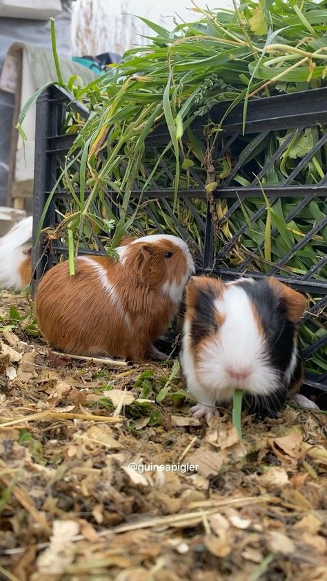 Pig Habitat, Guinea Pig Food, Guinea Pig House, Baby Guinea Pigs, Pet Guinea Pigs, Cute Guinea Pigs, Pig Farming, Animal Habitats, Cute Animal Photos