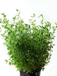 How to Identify Different Types of Thyme thumbnail Thyme Tincture, Health Benefits Of Thyme, Thyme Tea, Best Herbs To Grow, Thyme Plant, Natural Decongestant, Thyme Essential Oil, Thyme Oil, Lemon Thyme