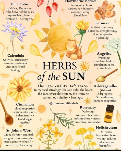 Solar Witch, Medicinal Herbs Garden, Magia Das Ervas, Medical Herbs, Magic Herbs, Witch Spirituality, Herbs Garden, Magical Herbs, Kitchen Witchery