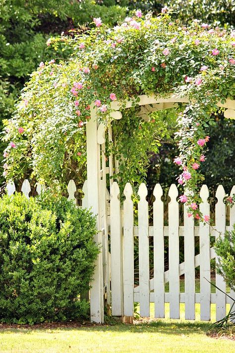 Romantic Gardens, Madison Georgia, Backyard Improvements, Porch House, Personal Garden, Farmhouse Landscaping, Garden Arbor, Winter To Spring, White Picket Fence