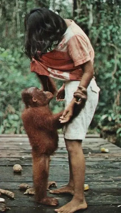 Vintage National Geographic, National Geographic Photography, Human And Animal, Great Ape, Nat Geo, 웃긴 사진, Primates, Animals Of The World, Animal Planet