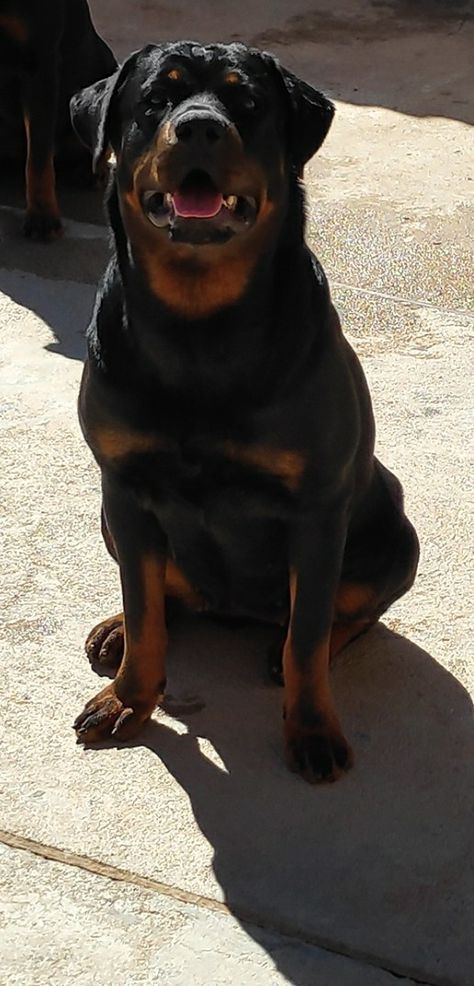 Rottweiler Fêmea Dog Organization, Public Speaking, Rottweiler, Baby Animals, Tik Tok, Make It, Dogs, Animals