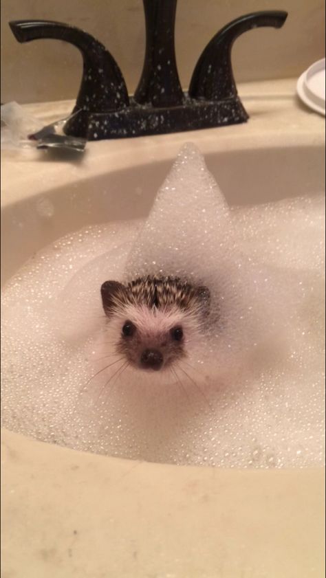 Baby hedgehog taking a bath Taking Bath, Baby Hedgehog, Taking A Bath, Hedgehogs, Little Baby, Bath, Pinterest Likes, Saying Goodbye, Animals