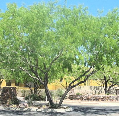 Mesquite Tree, Desert Gardens, Desert Trees, Yard Landscape, Specimen Trees, Plant Guide, Desert Garden, Deciduous Trees, Photo Tree