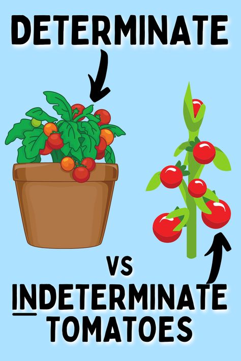 Determinate vs Indeterminate tomatoes Topping Tomato Plants, Beefsteak Tomato Plant, Type Of Tomatoes, Indeterminate Tomatoes, Green Zebra Tomato, Best Tasting Tomatoes, Growing Tomato, Tomato Planter, Determinate Tomatoes