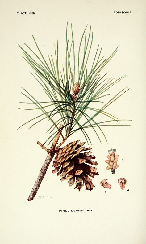 Elements Of Design Shape, Pine Tattoo, Plant Book, Botanical Illustration Vintage, Nature Posters, Vintage Botanical Prints, Winter Pictures, Botanical Drawings, Nature Journal