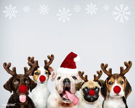 Group of puppies wearing Christmas costumes to celebrate Christmas | premium image by rawpixel.com / Teddy Rawpixel Group Of Puppies, Christmas Pet Photos, Dog Christmas Photos, Cake Dog, Reindeer Ears, Merry Christmas Dog, Christmas Stock Photos, Infused Coffee, Christmas Dogs