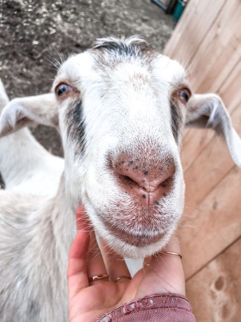 Saanen newbian goat mix Goat Photo, Goat On A Leash, Saanen Goats, Goat Sleeping, Nubian Goats Pictures, Jamnapari Goat, Animal Photo, Goats, Animals