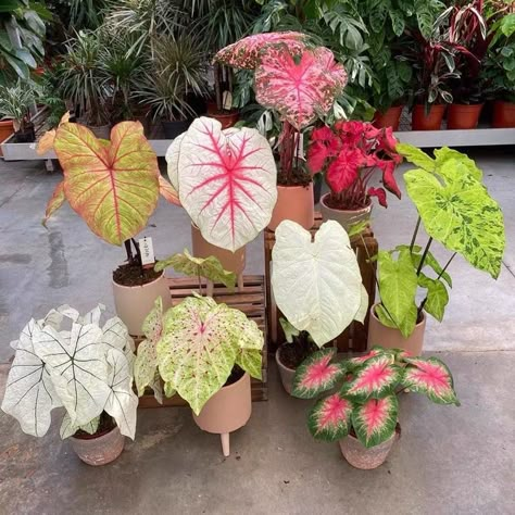 Different Types Of Plants, Plant Goals, نباتات منزلية, Plants Are Friends, Inside Plants, Plant Aesthetic, House Plants Decor, Room With Plants, House Plants Indoor