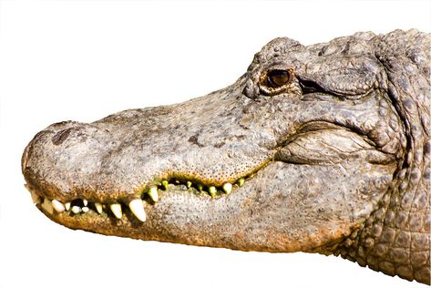 Alligator head isolated on white. An American Alligator head isolated on white b , #spon, #isolated, #head, #Alligator, #background, #American #ad Peter Pan Crocodile, Alligator Head, Nile Crocodile, American Alligator, Alligator Crocodile, Colored Pencil Artwork, Southern Gothic, Gold Leaf Painting, Face Photography