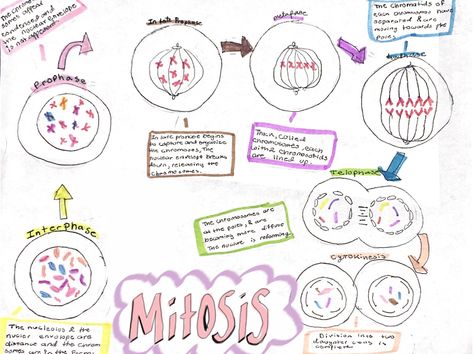 #Mitosis #science #poster Mitosis Project Ideas, Mitosis Poster, Stages Of Mitosis Drawing, Meiosis Vs Mitosis, Difference Between Mitosis And Meiosis, Mitosis And Meiosis Memes, Rock Cycle, Middle School Science Experiments, Ap Biology