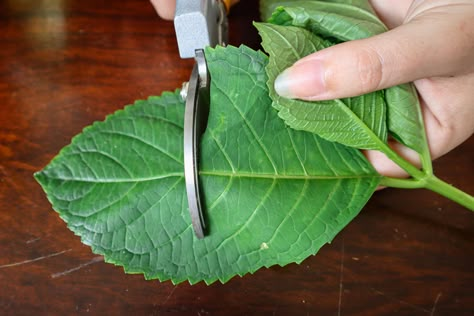 Rooting Hydrangea Cuttings, How To Propagate Hydrangeas, Hydrangea Cuttings, How To Grow Hydrangeas, Hydrangea Plant Care, When To Prune Hydrangeas, Prune Hydrangeas, Rooting Plants, Propagating Hydrangeas