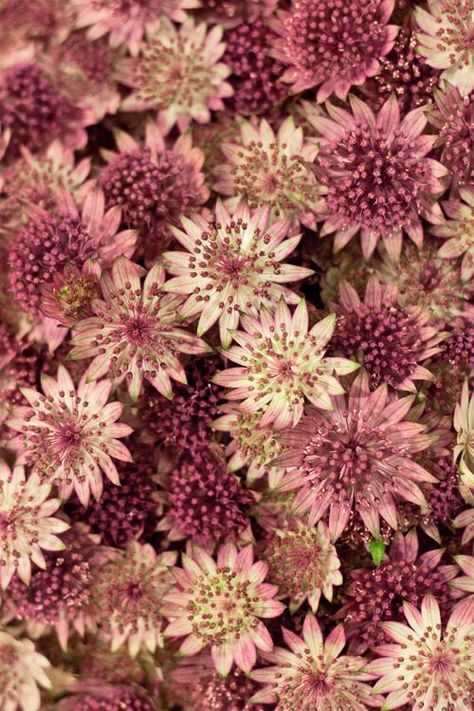 astrantia Astrantia White, Pink Astrantia, Flower Variety, Color Crush, Flower Show, Types Of Flowers, Rustic Design, Cut Flowers, Toffee