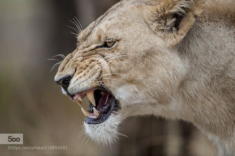 Angry Lioness, Lion Anatomy, Regnul Animal, Lions Photos, Cat Reference, Very Angry, Animal Study, Lion Pictures, Arte Inspo