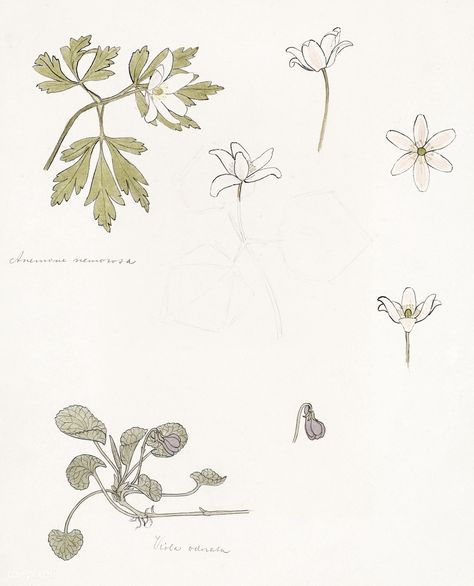 Sketches of wood anemone and sweet violet by Julie de Graag (1877-1924). Original from the Rijks Museum. Digitally enhanced by rawpixel. | free image by rawpixel.com Anemone Tattoo, Wood Anemone, Leaf Ornament, Flower Plants, Sweet Violets, Botanical Art Prints, Flower Sketches, 4 Seasons, Tattoo Inspo