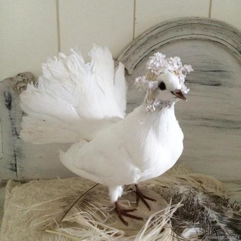 taxidermy vintage antique Cute Antiques, Cool Pictures To Draw, Bird Taxidermy, White Pigeon, Pigeon Breeds, Angel Core, Taxidermy Art, Vulture Culture, Rare Birds