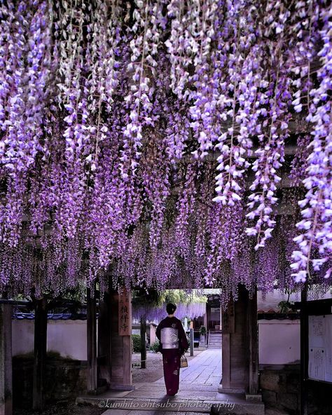 📍 Teisho-ji Temple, Ehime Captured by @kunihito_ohtsubo Follow @his_travel to discover Japan 🌸 ------------------------------------------------- Destination Japan by HIS International Tours ------------------------------------------------- #DestinationJapan #TeishojiTemple #Ehime #WisteriaFlowers #KimonoLady #JapaneseTemples #FlowerGarden #SpringInJapan #WisteriaBlossoms #KimonoFashion #TraditionalAttire #JapaneseCulture #TempleBeauty #NaturePhotography #TravelJapan #ExploreEhime #FlowerVi... Japanese Wisteria Tree, Just Dance Aesthetic, Wisteria Japan, Wisteria Aesthetic, Quince Party Ideas, Wisteria Trees, Manifesting Travel, Japanese Wisteria, Woven Kingdom