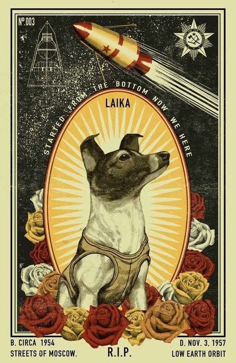 Like: wastehound-am Soviet Space Dogs, Laika Dog, Space Animals, Propaganda Art, Space Dog, Soviet Art, Dog Poster, Space Suit, Contemporary Abstract Art