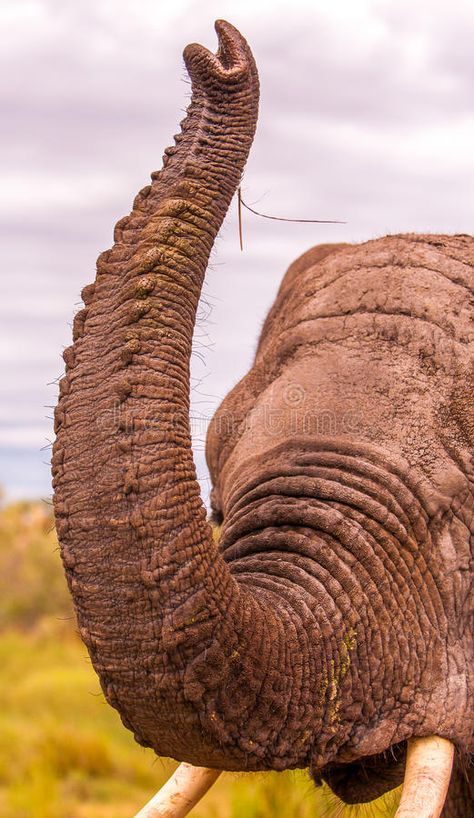 Interesting Facts About Elephants, Fun Facts About Elephants, Facts About Elephants, Interesting Facts About Animals, Elephant Facts, Elephant Trunk Up, Fun Facts About Animals, Interesting Science Facts, Elephant Walk