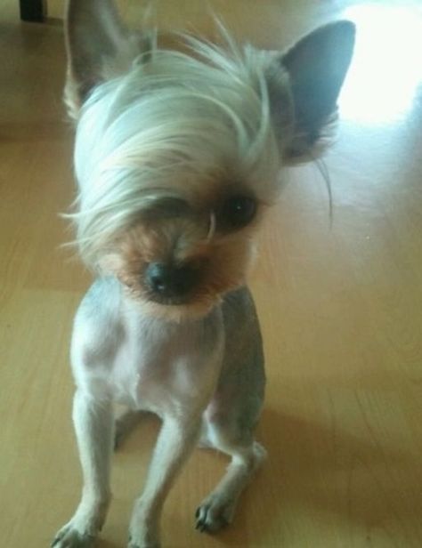 Yorkie Haircut, Yorkie Cuts, Beautiful Pets, Ugly Animals, Creative Grooming, Ugly Dogs, Ugly Cat, Goofy Dog, Dog Haircuts