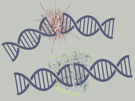 Molecular ‘Super Glue’? How Our Body Repairs Broken DNA Laboratory Techniques, Molecular Genetics, Dna Repair, Molecular Biology, Super Glue, Test Tube, Our Body, The Worst, Disease