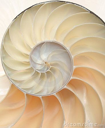 NAUTILUS SHELL MACRO CLOSE-UP Chambered Nautilus, Spirals In Nature, Close Up Art, Shell Drawing, Beachy Art, Sea Siren, A Level Textiles, Nautilus Shell, Beach House Art