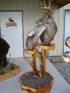 Buck and doe taxidermy head and shoulder mount Unique Deer Mount Ideas, Decorating A Mobile Home, Whitetail Taxidermy, Buck Mounts, Deer Mount Ideas, Deer Hunting Decor, Taxidermy Decor, Deer Heads, Taxidermy Display