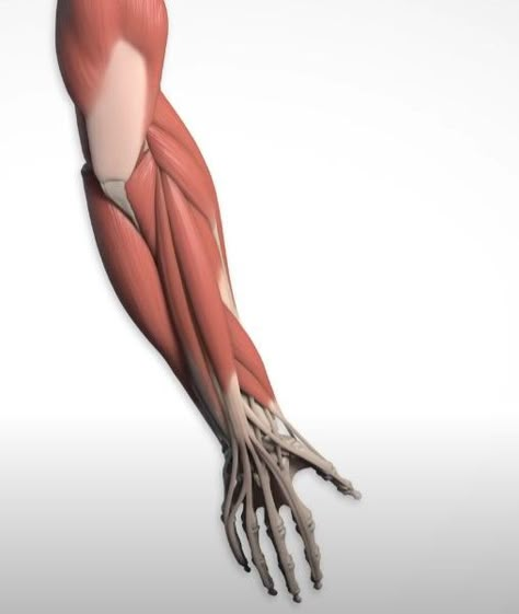 Forearm Anatomy, Arm Anatomy, Human Muscle Anatomy, Human Anatomy Reference, Anatomy Bones, Face Anatomy, Man Anatomy, Anatomy Sculpture, Human Body Anatomy