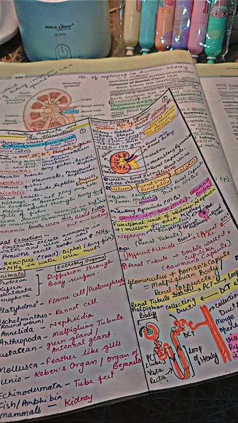 Neet Exam Notes Biology Human Physiology, Neet Preparation Tips 2024, Notes Snap, Ncert Biology, Cell Biology Notes, Books And Pens Photography, Neet Notes, Bio Notes, Study Snaps Ideas