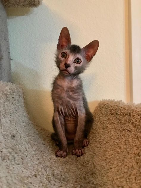 Werewolf cat (Lycoi) My parents picked him up a few weeks ago. Werewolf Cat, My Parents, All About Cats, Cat Pin, Animals