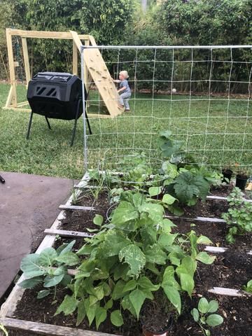 Zone 10b Vegetable Gardening, Florida Gardening, Gardening Zones, Growing Veggies, Organic Vegetable Garden, Crazy Ideas, Powdery Mildew, Vegetable Gardening, Organic Vegetables