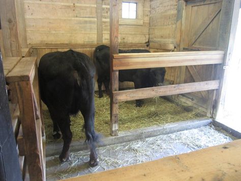 Cow Stall Ideas, Cow Stall, Lowline Angus, Zebu Cow, Types Of Cows, Dexter Cattle, Farm Livestock, Mini Cows, Longhorn Cow