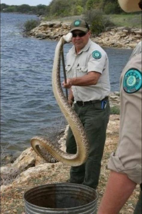 Lake Whitney Texas | Lake Whitney State Park Rattlesnake Texas Snakes, Texas Rattlesnake, Big Snake, Only In Texas, Park Rangers, Texas Parks, Loving Texas, Texas Girl, Campfire Cooking