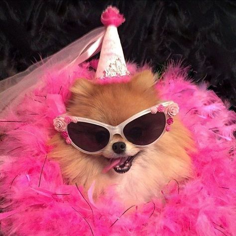 Funny animals, cute animals, fluffy animals - we've done it all. But never have we ever covered animals so serious like these guys. Pom Wonderful, Birthday Memes, Dogs Grooming, Pet Grooming Tools, Birthday Today, Very Cute Dogs, Dog Shedding, Silly Dogs, Silly Animals